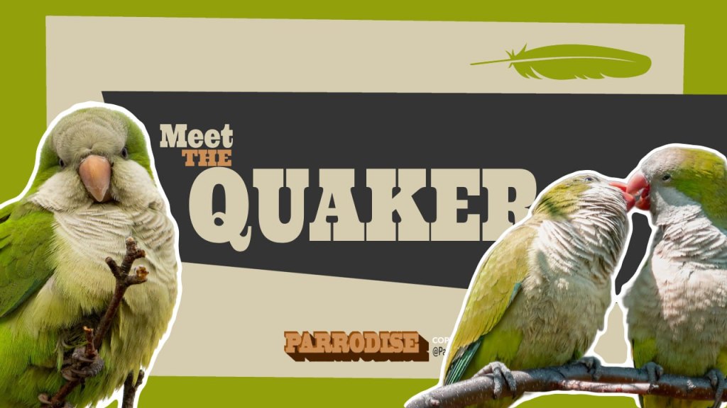 Meet the Quaker